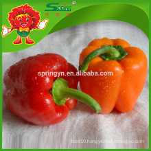 Top quality fresh red capsicum China origin